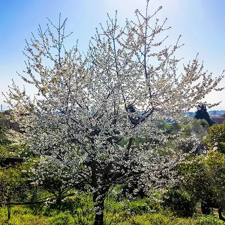 Feluchia Tra Il Mare E Il Vulcano Acireale