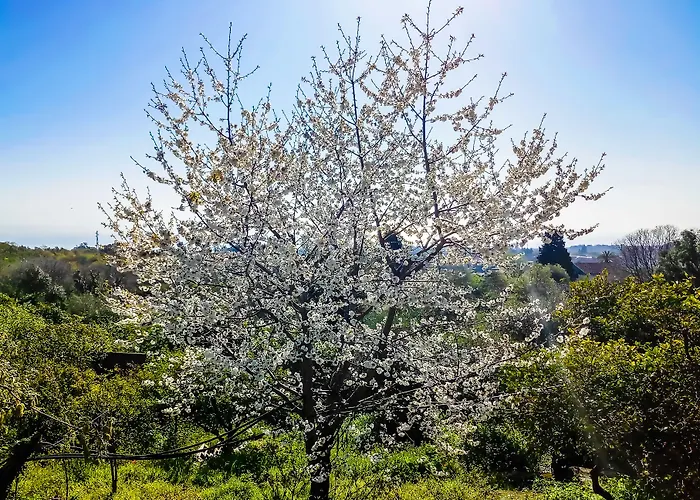 Feluchia Tra Il Mare E Il Vulcano אסראלה
